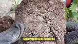 圆冠榆的养殖方法和注意事项