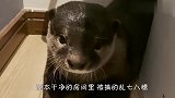 主人到处找不到水獭，跑到厕所一看，差点气晕