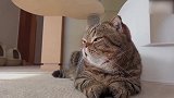 软萌萌的猫咪上线，这可爱的小表情，真是有趣！