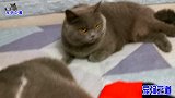 主人给几只胖猫穿过年新衣，一只比一只可爱，胖公猫表现让人笑喷