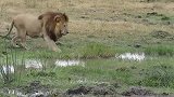 奥卡万戈三角洲已知体积最大雄狮—看看有多威猛