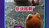 狗子最近爱上了它的新玩具