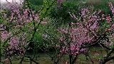 桃花争艳，鸟争鸣