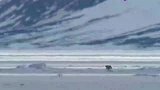 北极熊海豹在晒太阳，北极熊悄悄靠近，目睹捕杀现场！