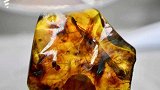 2200万年前的虾长什么样？中国科学家发现世界唯一虾琥珀
