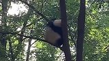大熊猫：你们买票关我什么事，我就要藏在树上！