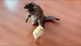 小鸡仔一靠近猫咪，猫咪就是一顿胖揍，小鸡好可怜呀