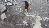 狗狗在沙滩上挖了个坑，结果下秒就被海水填满了，气坏了