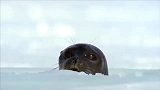 专心玩耍的小北极熊被忽然出现的海豹吓了一跳，太可爱了！