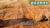 猎豹偶遇乌龟，乌龟一动不动，猎豹却吓得不敢下口猎食！