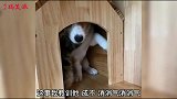 搞笑配音集锦这身上是什么味啊，把猫咪吓成这样