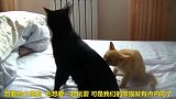 小橘猫卖萌大黑猫，遭到大黑猫的拒绝，太反差了