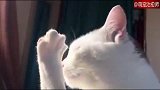 猫咪舔自己的爪子到无法自拔，猫：脚脚好香呀！