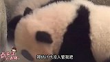 我赫赫有名的二哈，败在了人类幼崽手里！