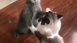 猫咪们你们这是在打太极拳吗