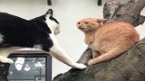 橘猫：我的树杈不许碰，敢踩一下你试试！