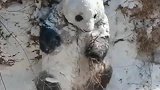 今天算是见识到了，国宝熊猫作妖，当之无愧的国宝！