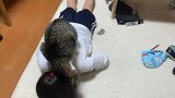 猫咪：小主人终于被我踩在脚下了，愿望实现了
