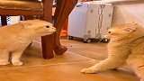看样子公猫是做了亏心事，被老婆发现了，一动不敢动！