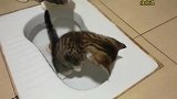 从小就锻炼上卫生间的猫猫