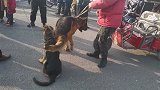 狗市上偶遇两条锤系德牧，长成这样还感觉挺美的，五元一斤都不要