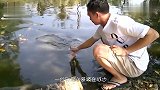 印度人的鲶鱼养殖场，饲料往水里一撒，只看到鱼没看到水！