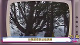 谭维维中秋歌曲侵权，道歉后网友议论纷纷，到底谁的锅
