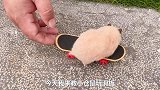 主人训练小仓鼠玩滑板，小仓鼠竟耍脾气不学了，主人：换只仓鼠