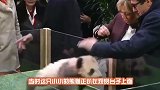 呆萌大熊猫瞬间发怒，战斗力爆表，网友：我好怕怕啊