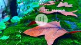 风吹落叶，秋瑟瑟。