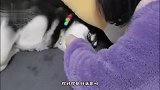 猫：请你不要打扰我，我只想一只喵静一静