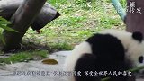 熊猫坐在饲养员爸爸身边，结果遭推开：我是国宝，你敢推我！