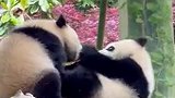 “美丽中国行”之探访国家公园：大熊猫相亲局有哪些门道？