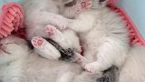 这……        吸猫 萌宠 布偶猫