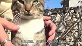 主人嫌自己的猫太胖，买了个瘦脸器给它，结果猫咪一脸嫌弃