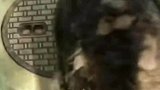 小浣熊每天住在下水道，竟然被救助站收养后变成了浣熊猪