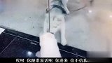 狗子对喵星人说我们交个朋友吧，下一秒我笑了