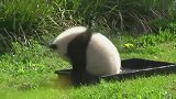 小熊猫跟没见过水一样，有点水就在那扑腾扑腾