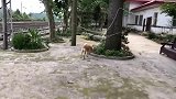 土狗真是神犬，铲屎官沉迷整理家中卫生，还好被狗狗催促及时上班