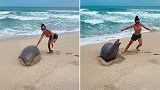 美国：夫妇在海滩上触摸濒临灭绝的僧海豹，遭网友谴责