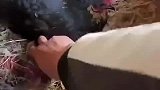 一位养鸡小哥，每天都跟自己养的鸡斗智斗勇