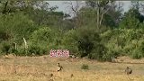 豹子：这野猪，怎么不按套路出牌！