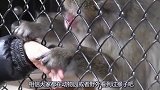 猴子隔着铁笼抓住游客的手，认认真真为游客拔毛，简直跟个人一样