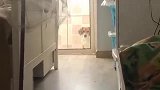 看到主人和猫咪玩耍，狗子嫉妒到扭曲