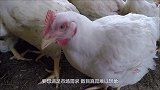为何商场的鸡蛋从不缺货？看完工厂的流水线，真是大开眼界！