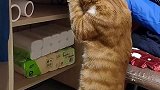 猫咪自己拿吃的