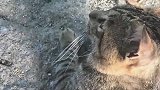 野外遇见一只流浪猫，竟然不怕人，怎么回事