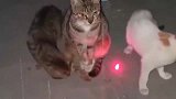 狸花猫这玩意我三个月大的时候就不玩了