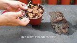 栽种石斛兰，准备好3样东西，记住它2个喜好，养好很简单