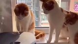 三只小猫对电饭煲蒸汽感到好奇，轮流把爪子放上去试